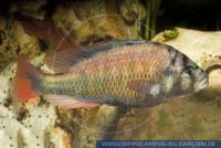 FSWFT0394 Haplochromis obliquidens<br>