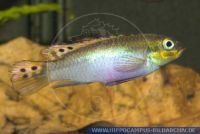 FSWFT0426 Pelvicachromis taeniatus cf.  'Moliwe''<br>