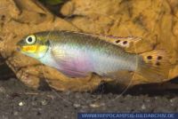 FSWFT0427 Pelvicachromis taeniatus cf.  'Moliwe''<br>