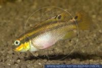 FSWFT0428 Pelvicachromis taeniatus cf.  'Moliwe''<br>