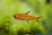 Hyphessobrycon amandae,Funkensalmler,Amanda's fire tetra