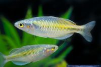 Melanotaenia boesemani Red,Boesemans Regenbogenfisch,Boeseman's Rainbowfish