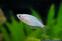 Melanotaenia praecox,Neon-Regenbogenfisch,Dwarf Neon Rainbowfish