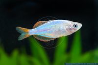 Melanotaenia praecox,Neon-Regenbogenfisch,Dwarf Neon Rainbowfish