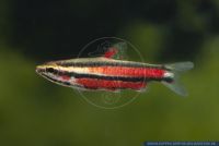 Nannostomus marginatus,Zwerg-Ziersalmler,Dwarf pencilfish