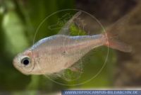 Hyphessobrycon columbianus, Columbianer, Colombian Tetra 