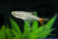 Prionobrama filigera,Rotflossiger Glassalmler,Redfin glass-Tetra