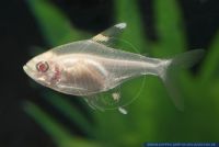 Pristella maxillaris Albino,Sternflecksalmler,Starspot tetra