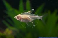 Pristella maxillaris Albino,Sternflecksalmler,Starspot tetra