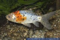 Carassius auratus "Shubunkin". Goldfisch, Goldfish