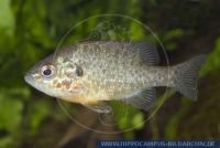 N58045, Lepomis gibbosus, Gemeiner Sonnenbarsch, Pumpkinseed Sunfish 