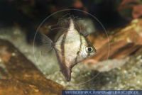 A45800, Monodactylus sebae (Psettus), Afrikanisches Hohes Silberflossenblatt, African Mono; Striped Mono; African Finger fish 