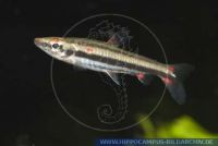 S53485, Nannostomus trifasciatus, Dreiband-Ziersalmler, Threeband pencilfish 