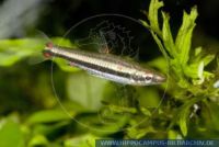 S53485, Nannostomus trifasciatus, Dreiband-Ziersalmler, Threeband pencilfish 