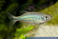 Devario aequipinnatus (Danio), Malabarkaerpfling/ "Malabaricus", Giant Danio, W-Kueste Vorderindiens/West coast further Indians, Sri Lanka; Northeastern India, X43180 