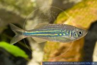 Devario aequipinnatus (Danio), Malabarkaerpfling/ "Malabaricus", Giant Danio, W-Kueste Vorderindiens/West coast further Indians, Sri Lanka; Northeastern India, X43180 