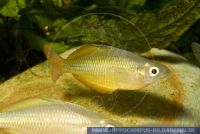 Melanotaenia herbertaxelrodi, Herbert Axelrods Regenbogenfisch; Tebera-Regenbogenfisch, Lake Tebera Rainbowfish, Lake Tebera, Papua New Guinea, B, X60130 