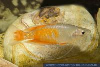 Melanotaenia parkinsoni, Parkinsons Regenbogenfisch, Parkenson's Rainbowfish, Kemp Welsh River, Port Moresby area, Papua New Guinea, B, X60230 