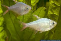 Hyphessobrycon columbianus, Rot-Blauer Kolumbianer, Colombian tetra, Rio Acandi, Kolumbien