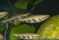 Nannostomus espei, Quer gestreifter Ziersalmler, Cross banded pencilfish, Barred Pencilfish, Southwestern Guyana countries, S53455 