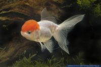 Carassius auratus 'Lšwenkopf-RotkŠppchen',Goldfisch,Goldfish