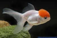 Carassius auratus 'Lšwenkopf-RotkŠppchen',Goldfisch,Goldfish