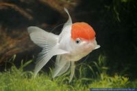 Carassius auratus 'Lšwenkopf-RotkŠppchen',Goldfisch,Goldfish