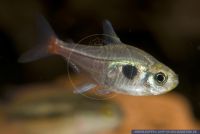 Hyphessobrycon roseus (Megalamphodus),Kaffeebohnensalmler,Yellow Phantom tetra