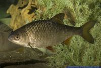 Tinca tinca,Schleie,Common Tench