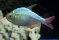 Hyphessobrycon columbianus,Kolumbianer Salmler,Colombian Tetra