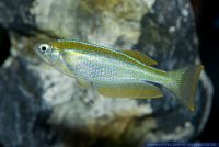 Lamprichthys tanganicanus,Tanganjika-Leuchtaugenfisch,Tanganjika Pearl Killifish