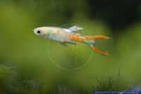 Poecilia wingei "Gold",Endlers Guppy,Dovermolly