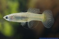 Poecilia reticulata SNAKESKIN ROUNDTAIL FILIGRAN,Guppy,Guppy