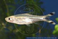 FSWFTX845302 Rasbora trilineata<br>