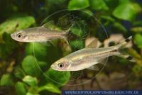 FSWFTX845303 Rasbora trilineata<br>