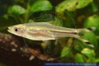 FSWFTX845304 Rasbora trilineata<br>