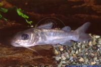 Gephyroglanis brachynema, Goldruecken-Stachelwels, Goldback spiny catfish, Africa, W, A32490 