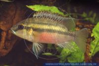 A22921, Chromidotilapia guentheri, Guenthers Prachtbuntbarsch, Guenther's Mouthbrooder 