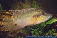 A22921, Chromidotilapia guentheri, Guenthers Prachtbuntbarsch, Guenther's Mouthbrooder 