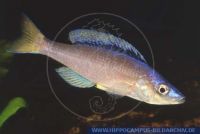 Cyprichromis leptosoma"Malasa"