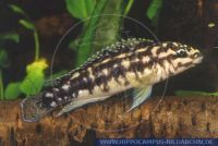 Julidochromis transcriptus"Mupulungu"