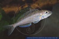Microdontochromis tenuidentatus