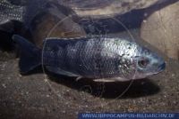 A51741, Oreochromis squamipinnis  
