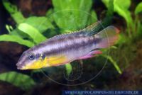 A55312, Pelvicachromis humilis "KENEMA", Rotsaum-Pelvicachromis, Redseam-Pelvicachromis 