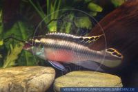 A55130, Pelvicachromis pulcher, Purpurprachtbarsch, Koenigscichlide, Rainbow Cichlid; Kribensis 