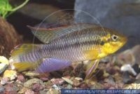A55281, Pelvicachromis subocellatus sp. aff., Augenfleck-Prachtbarsch; Rotvioletter Prachtbarsch, Violet Cichlid 