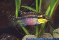 A55592, Pelvicachromis taeniatus sp. "FORM II", Smaragd-Prachtbarsch; Streifenprachtbarsch, Striped African dwarf Cichlid 