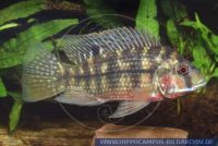 Tilapia rendalli, Rendalls Tilapia; Rotbrüstige Tilapie, Rendall's Tilapia 