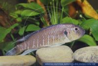 Triglachromis otostigma, Tanganjika - Gurnard, Tanganjika - Gurnard 