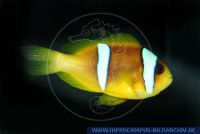 MAFFT0008a Amphiprion bicinctus<br>